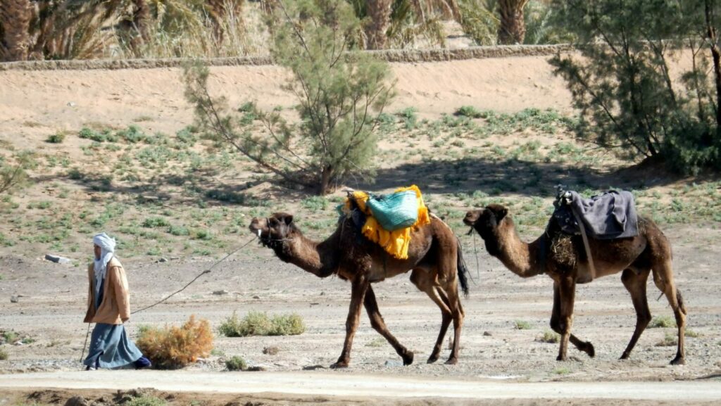 Chamelier avec ses dromadaires devant l'auberge La Vallée des Dunes, à Hassilabied, près de Merzouga