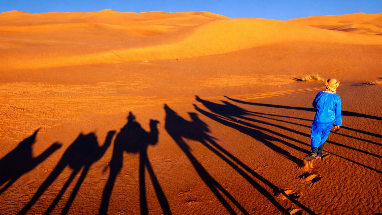 L'ombre des dromadaires au coucher du soleil, dans les dunes près de Merzouga