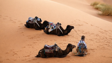 Pendant une randonnée chamelière, les dromadaires se reposent dans les dunes du Sahara marocain